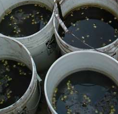 Refine Silver Sludge